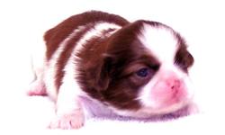 This Red and White Liver puppy is one of a litter of 5 babies, born 9-15-12 . It is offered with Limited AKC. All our puppies are sweet, home raised, well socialized babies. Full AKC available to the right circumstances. Check all of the terms and