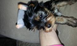 I am a private in home AKC show breeder, inspected and licensed through the AKC as well as a breeder of merit. This handsome little boy is a purebred parti yorkie from Champion Crown Ridge Bloodlines. Mom is Juliette and dad is Rocco, both are AKC