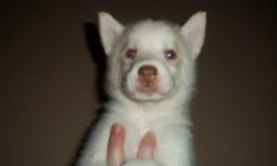 Purebred Siberian Husky Puppies - AKC Registered
3 weeks old. Born 6/20/2013 and will be ready to go at 8 weeks on 8/15/2013
Will have 1st shots and deworming by 8 weeks. 5 in the litter but 1 is spoken for.
We have 1 male (Grey/Black and White) and 3