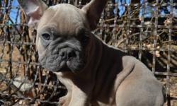 True Blue Bulldogs - From One Loving Family to Another!
Quality Rare Blue Chocolate Sable French Bulldog Puppy!!
VetGen DNA Test Results: Triple Carrier
B/b - (Black, Chocolate Gene Carrier)
d/d - (Blue Recessive Gene) - 100% Change of Getting Blue Pups