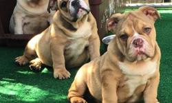 We have 3 males and 1 female available, Triple Carriers that can produce all rare colors Blue , Chocolate and Lilac Tri's. They are AKC registered UTD on shots and ready for there new homes, price range between $3,000 and $4,000 contact for details.