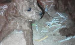 We have some great puppies both boys and girls that are sweet little things. They are about 12-14 lbs fully grown and parents were genetic tested... They do have some show dogs in their ancestory. But I am not into that... selling as pets .. So they ill
