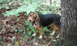 1 male 13" AKC beagle. Runs excellent in hot and cold weather, pack or solo. He is fast. Proven stud. Hard running hound. Asking 400. I am negotiable. I have decided to stick with 15" hounds. The ONLY issue I have had with him is he likes running a little