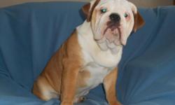 I have a Male English Bulldogs looking for a loving home.
Rumble is 2 years old and is a red and white pied. He is AKC registered and is being sold with full breeding rights. He has sired 4 litters of puppies and is a proven stud. Rumble is well