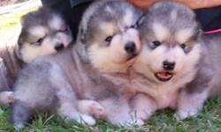 Champion bloodlines Alaskan Malamute pups. Males. Show and pet. Parents on premises and have health clearences.