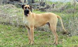 This boy is awesome! He has grown into a nice and big, playful and loving well mannered dog. Unfortunately he does not have a place in our breeding program, so I would like to find him a wonderful pet home. He has a lot of playful energy and loves to play