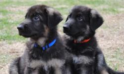 Beautiful large boned German Shepherd puppies for sale. Need not respond unless you are seeking large boned, home raised, healthy, well tempered dogs.Pups have been dewormed, vet checked, and are vaccinated. These puppies have been socialized on the