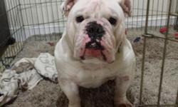 2 and half year old AKC reg. english bulldog. He is an all around great dog. Very sweet and friendly. I have a 2 year old daughter and another child on the way so I need to find him a great home. Im very particular on looking for a new owner. So please