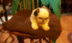 AKC REGISTERED MALE SHIH-TZU PUP,1ST SHOTS ,WORMED & VET CHECKED,HES PUPPY PAD TRAINED,FULL GROWN ABOUT 7-9 LBS