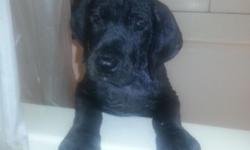 I have 3 black adorable AKC registered Great dane puppies available. They are 50 percent European. Dads a blue European, and moms a fawn. Puppies will come with 1 till 2 vaccines, dewormed, and a health certificate. Dewcalws are removed. Parents both have