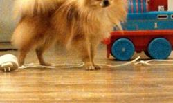 Ready to go to my new home.....Absolutely the sweetest little boy......AKC Registered, Health Guaranteed, All shots and wormed.
Adorable tiny Pomeranian Male puppy - 11 weeks.
Very intelligent. Sweet personality. Always wagging his tail.
This tiny male