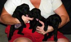 AKC registered Black Labrador Retriever puppies for sale. The puppies were born on 12/5/12.
$450 for a female
$525 for a male
The puppies will be available on 1/30/13. They will be checked by a vet, dewormed and receive their first set of shots on