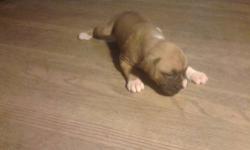 We currently have two males left plus one female. One is light fawn. One is a dark fawn with a black mask. Our female is a flashy brindle and is leash trained. She comes with her second set of shots. They are 11 weeks old on 02/13/2013. First shots and