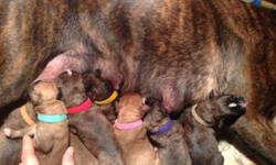 We have for sale 8 AKC Registered Purebred boxer puppies that were born on 12-19-14. The puppies will be ready for their new forever homes on Valentine's Day (2-14-15). We are the owners of both the Sir and the Dam who both came from champion blood lines,