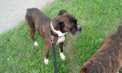 Gorgeous AKC registered Boxer pups.
Dam and Sire on site to meet and play with. Dam has typical boxer temperament, energetic and playful. Sire is calm but stills knows how to play hard.
All brindle in color with some white markings. Tails docked. Dew
