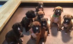 We have for sale 8 AKC Registered Purebred boxer puppies that were born on 12-19-14. The puppies will be ready for their new forever homes on Valentine's Day (2-14-15). We are the owners of both the Sir and the Dam who both came from champion blood lines,