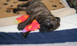 Beautiful top of the line AKC registered bullmastiff puppies, 2 females left. 1 brindle and 1 fawn. Up to date on vaccines, health certificate. Very well socialized, raised with children. Call for details . Ready now.
BRINDLE FEMALE LEFT ONLY. Pick of the