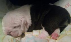 AKC registered English Bulldog puppie.both parents have champion bloodlines. Mom is ABKC registered also, so puppies can be dual registered if desired. All puppies come with shots, dewormed, health certificate from vet, microchipped, birth certificate w/