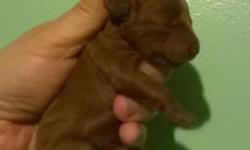 AKC full registered deep red female toy poodle. She is going to be around 8 lbs. Comes with first vaccines and multiple worming. Father is a 6 lb red and mom is an 8.5 lb brown.Her color is deep red darkest I have ever gotten. Born February 20th ready