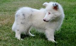 DeeDee is a gorgeous looking little female double merle Sheltie puppy that is available to a suitable forever home. She is at her happiest when she is being held and loved.. Anyone thinking about adopting this puppy has got to be someone that wants a