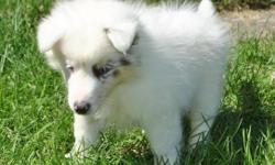 I am offering a beautiful double merle Shetland Sheepdog puppy to a responsible forever home. Because of being a double merle, this puppy is deaf. This disability does not influence this puppy's love that he has for people. He enjoys to be held and
