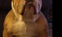 I have one gorgeous dark brindle and white male English Bulldog puppy left. . He is going to be short, cobby and low to ground like parents. He is very pretty and has a nice wrinkled face. He is 8 weeks old and ready to go now. . He is AKC registered and