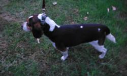1 yr old spayed female beagle. AKC registered. Started with pack have not soloed. Excellent off leash. under 13" approx weight 15 lbs. about 70% house trained. She had a litter of pups and can not leave until they are weaned. It was an unplanned litter
