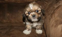 Lhasa Apso pup. Born 12/5/12. I am taking deposits on this litter. This is a male. He is golden with red high lights. He is the smallest. He is AKC registered. He comes with a good health guarantee. He will have his first shot and be Vet checked. I have