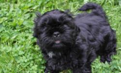 black male shih tzu puppy. beautiful conformation. possible show prospect. great personality and attitude. should mature to 11-12 pounds. price is with full AKC registration. nice pedigree with many champions. ready to go. has had first shots. excellent