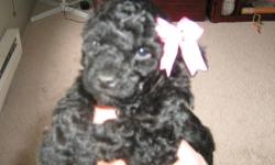 Beautiful litter of toy poodle puppies. 3 black girls they will wiegh between 7 and 9 lbs. Mom is black and weighs nine pounds dad is red and 5 lbs. Puppies will come vaccinated and wormed. please text or call 585 447 0826. Or call 728 2726. Be ready
