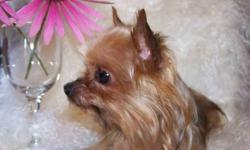 6 year old AKC registered Yorkie Female. Great pet and/or breeding bitch. This is not a kennel dog, she needs to live in a house! She loves to be spoiled and pampered. Your typical Yorkie - loves to be held, carried around, and dressed up! She is crate