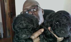 Males and females 8 wks champion bloodlines call for info 585 6901633