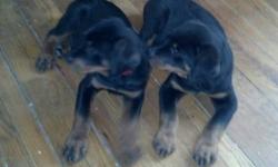 Hello Rottweiler lovers
My name is Sheri and I currently have a litter of 8 AKC German Rottweilers, champion bloodlines.
I have all the AKC registration paperwork and pedigrees for all puppies, I have included a pedigree certificate in the packet along