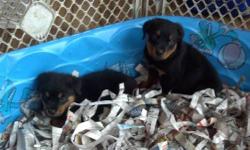 Here are pictures of our newest litter of Rottweiler puppies born on 02-07-13. Tails and dewclaws have been removed. They are now ready to go. They have been vet checked, dewormed and have their first set of puppy vaccinations given by our vet. Price on