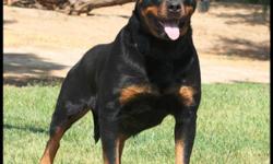 AKC rottweiler puppies due end of april beginning of May will be vet checked , shots , dewormed , tails and declaws removed. Both Parents are Imports