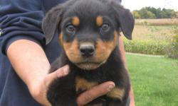 We currently have a gorgeous litter of AKC registered German type Rottweiler puppies available. They have been vet checked, dewormed and had their first set of puppy vaccinations. You won't be disappointed. Male & female puppies available. Ready to go