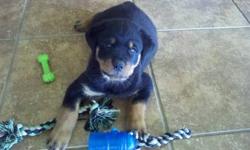 11week old Rottie pup AKC Tails/declaws FAMILY raised Grandfather is American/Canadian Champion Both parents on site Call for a visit they love to play!! (585)690-1633 or (585)392-1172 Hilton/Spencerport NY Area [email removed]