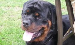 After almost 27 years of raising absolutely beautiful Rottweilers, we have decided it is time to retire. In our efforts to retire we will be offering off some of our beautiful stock. They consist of 1 male and 4 females. Those of you who are looking for a