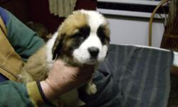 We have 6 very lovable AKC Saint Bernard puppies, vet checked, and up to date with their shots. Raised in our home with our family, they are old enough now and they are ready for their new homes. Please call 315-391-4506 with any questions or to set an