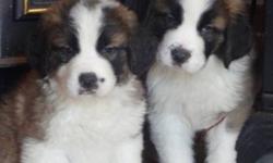 AKC rough coat Saint Bernard puppies ready to go 5/30/13. UTD on shots and worming. Health and hip guarantee.
Four females ad one male still available.
Accepting $300.00 deposits.
Visit our website at www.muckeyrunpups.shutterfly.com
View the pups on