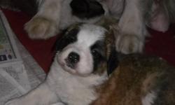 AKC rough coat Saint Bernard puppies ready to go 5/30/13. UTD on shots and worming. Health and hip guarantee.
Four females still available.
Accepting $300.00 deposits.
Visit our website at www.muckeyrunpups.shutterfly.com