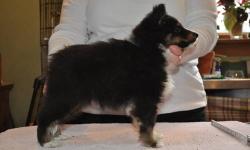 Jolie Shelties, home of Best in Show and Specialty winning dogs has one tricolor female puppy available. She was born on 10/18/12, and is up to date on vaccinations and ready to find her forever home. The father is my bi black boy, Can/Am Champion Jolie