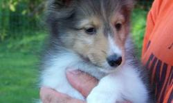 AKC registered Sheltie puppies. 9 Weeks old. Sable & White Males.
Available as Pets/Performance only and will be sold on a neuter Contract.
Very friendly puppies, raised in our home, socialized around us, children, other dogs, cats, noises, etc. Parents