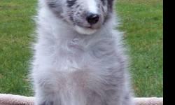 AKC Registered Shetland Sheepdogs (Shelties)
2 Bi-Blue Males & 1 Blue Merle Female
Vet checked, 1st vaccine & wormed.
Champion lines, health tested lines, health guaranteed.
Puppies are available as Pets/Performance Prospects only, None will be sold with