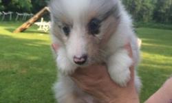 AKC Sheltie puppies, Blue Merle Males & Female, will be 8 weeks old on 7/5/14 and will be available then. Will be Vet checked on 7/3. 1st vaccine & wormed.
Both parents have genetic testing for OFA Hips, Eyes & Vwd. Puppies come with a health guarantee.