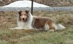 We have a 3 year old sheltie female available. *Xena* She is oversized but a wonderful dog. She is up to date on all her vaccines including Rabies. She rarely ever barks. A plus for a sheltie. Quiet adult home preferred. Contact for more details. Pd#945