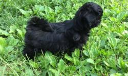 4 month old black female shih tzu puppy. She has had 3 sets of shots and available to the right home. Nice conformation. Possible show prospect. Email for more info.