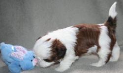 I have a site with all the information of mommy and daddy and past litters. It's www.newyorkshihtzu/MileysNursery.html
This is Ozzie:) He is absolutely adorable. He looks just like his daddy, Kimber. He is 5 weeks as of March 24, and will be ready for