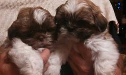 AKC Reg. Males/Females,Gold/White AND Red/White. Shots,wormed.Family raised' Quality pups. 585-225-2975