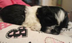 AKC registered shih tzu pups. Born 10/5. Ready for their new homes on 12/1. There are 4 girls and 1 boy. Mom is about 9 pounds and dad is 13.5 pounds. Mom is solid black and has been shown and is pointed. Dad is red gold and white and is champion sired.
